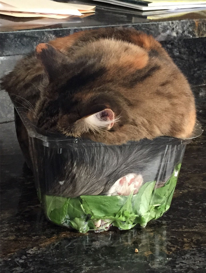 野菜の上で眠る猫