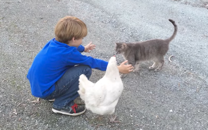 男の子に近づく猫