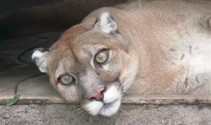 世界最大級の大きな身体を持つ猫さん。その鳴き声がちょっと変わってて