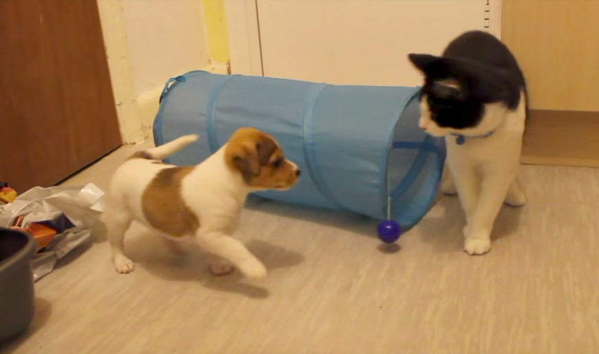 猫と犬