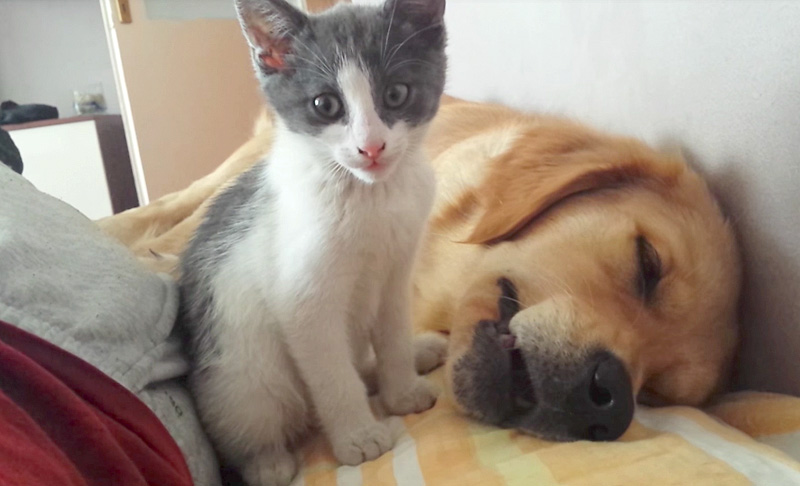 犬と遊びたい子猫