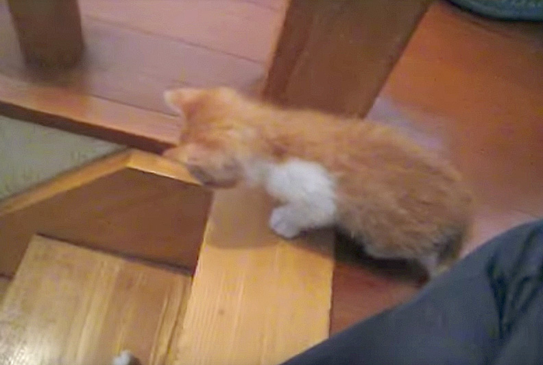 階段を覗く子猫