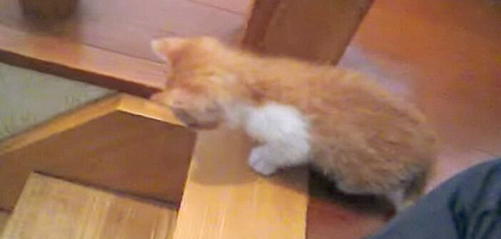 階段に取り残された子猫