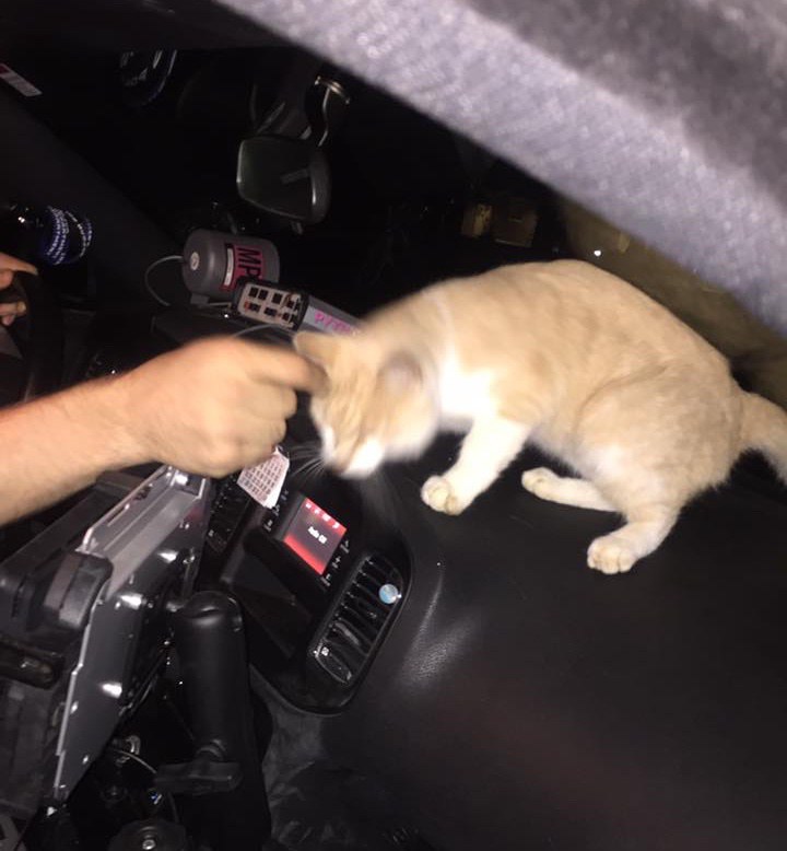 車内の猫