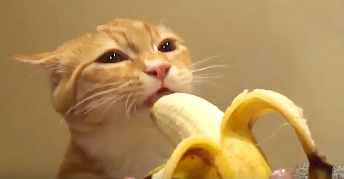 バナナの美味しさに気づいた猫