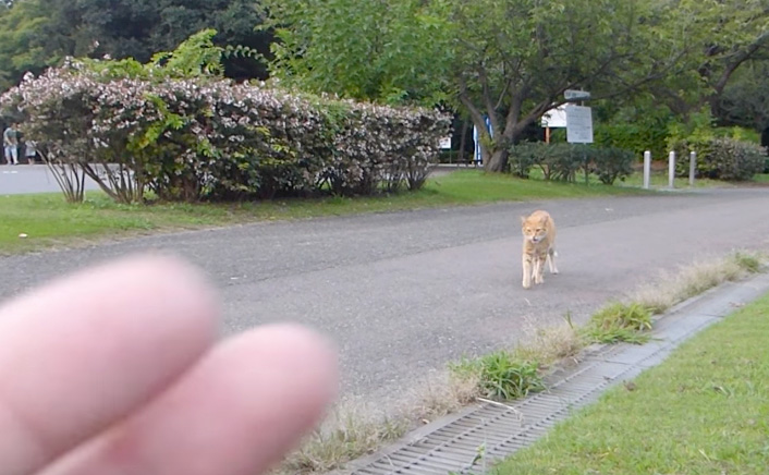 遠くの猫を手招きする男性