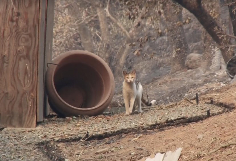 生き残った猫