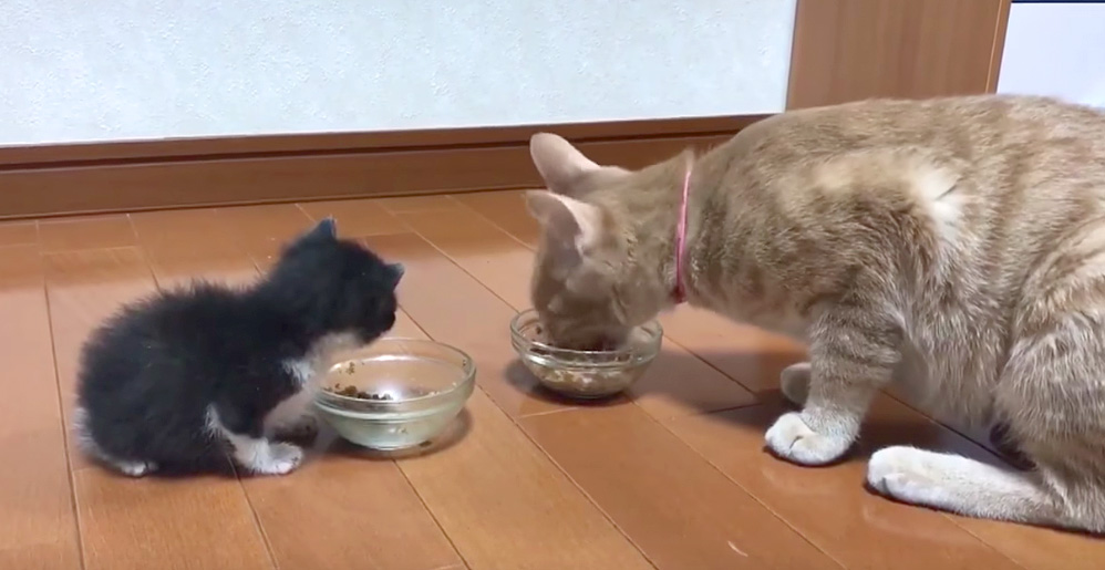 姉猫のご飯が気になる子猫