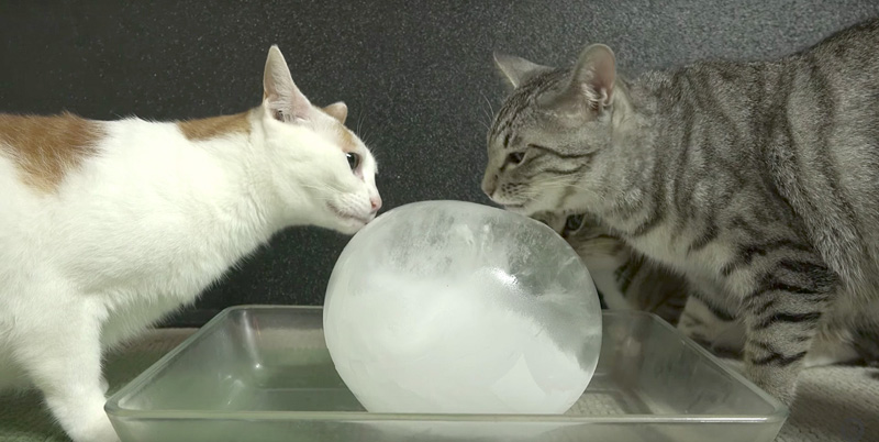 氷と出会った猫