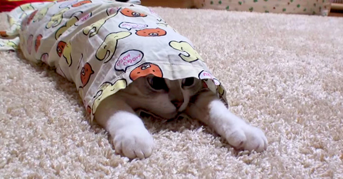 パジャマ子猫