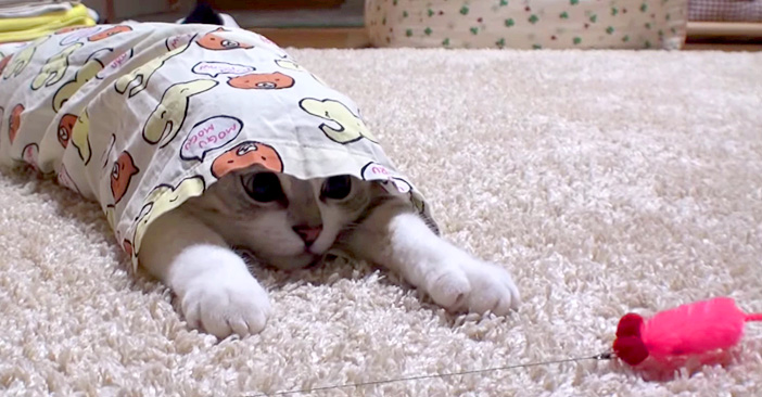 パジャマの中の子猫
