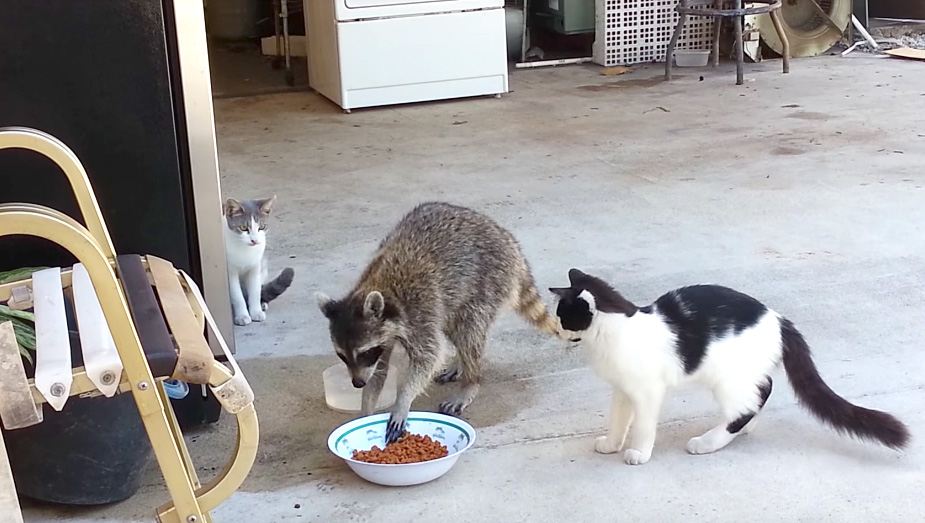 猫のご飯を食べに来たアライグマ