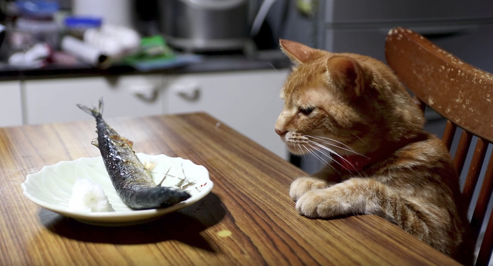 秋刀魚と猫