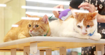 プロにシャンプーされる猫達