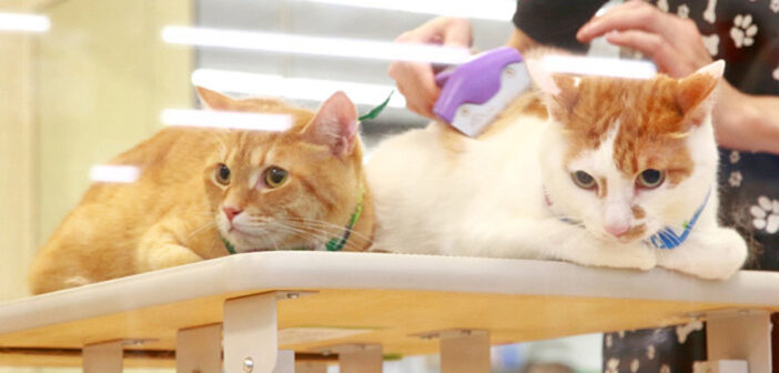 プロにシャンプーされる猫達