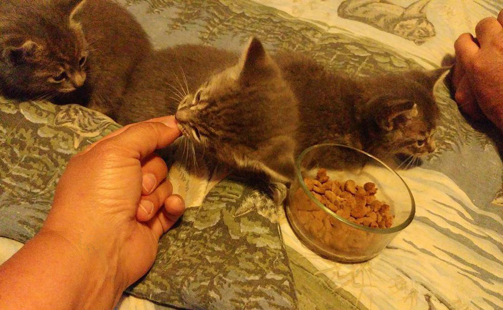 ご飯を食べる子猫