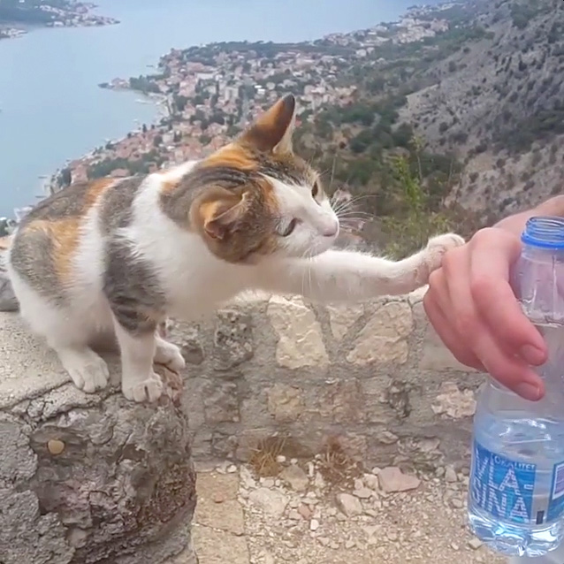 水を催促する猫