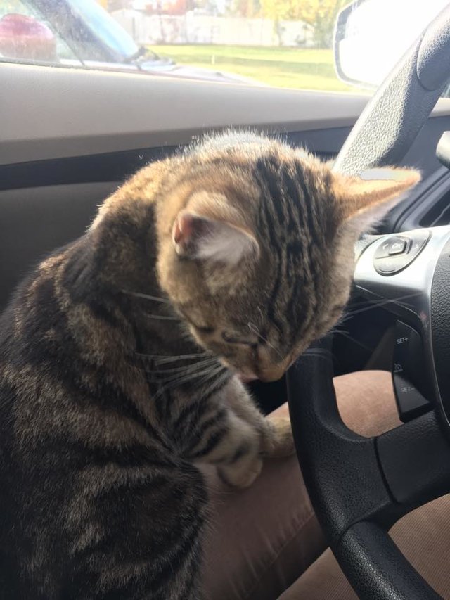 車に乗って来た猫