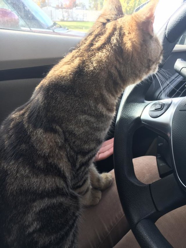 運転席の猫