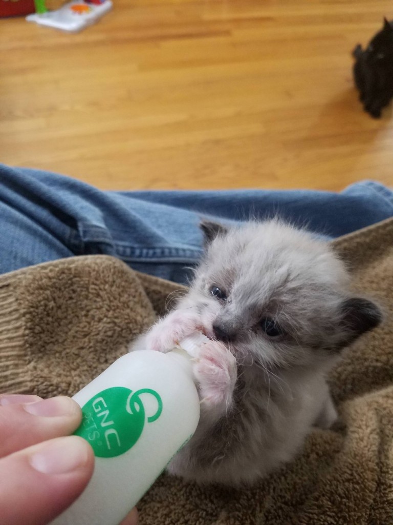 ミルクを飲む子猫