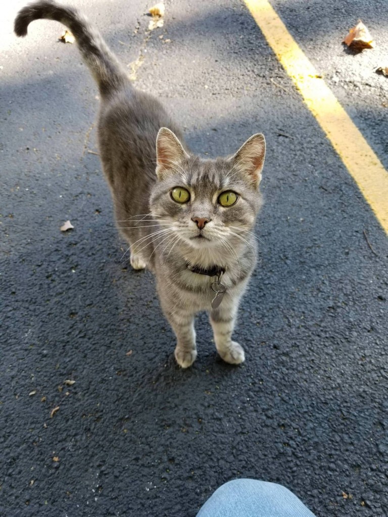 見上げる猫