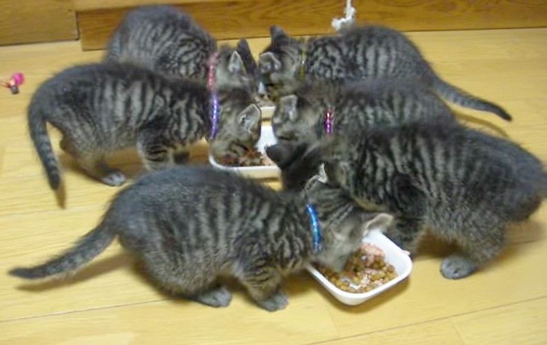 うまいうまいとご飯を食べる子猫達