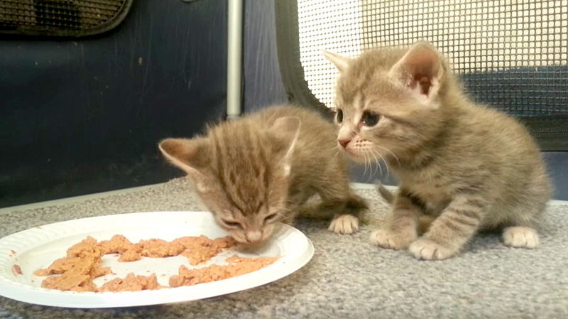 離乳食を見つめる子猫