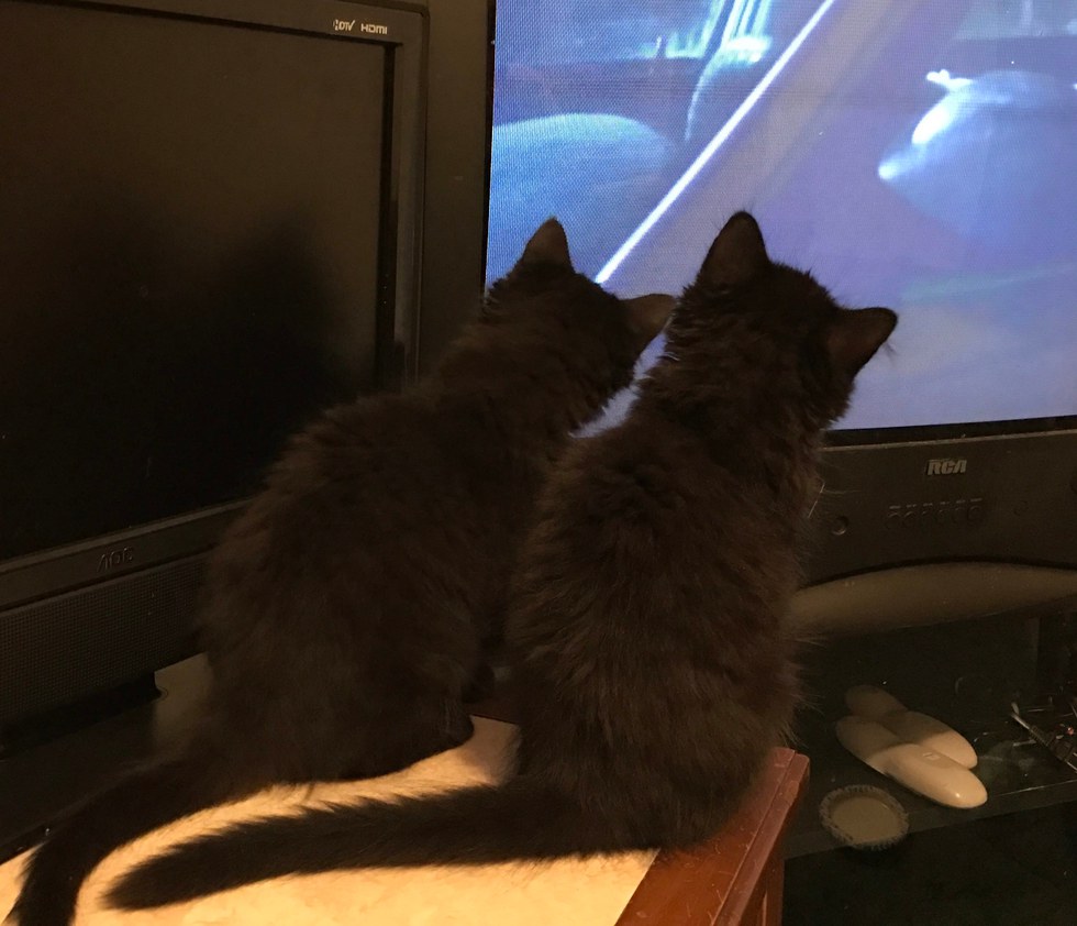 テレビを見る子猫