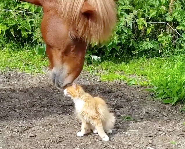 馬に甘える猫