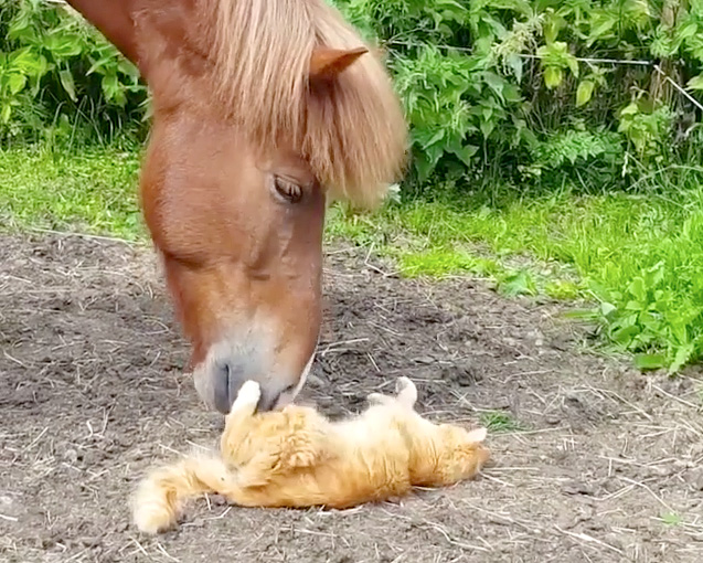 馬と仲良しな猫