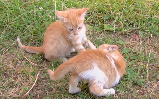 遊ぶ子猫