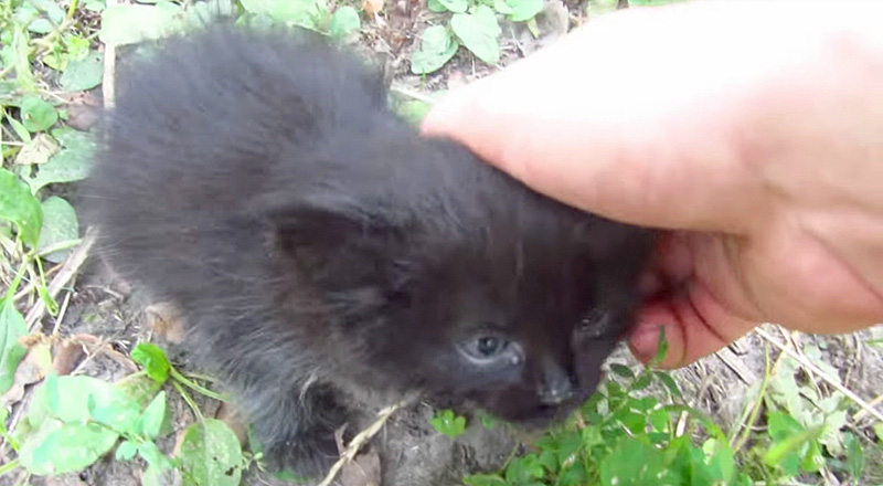 ナデナデ子猫