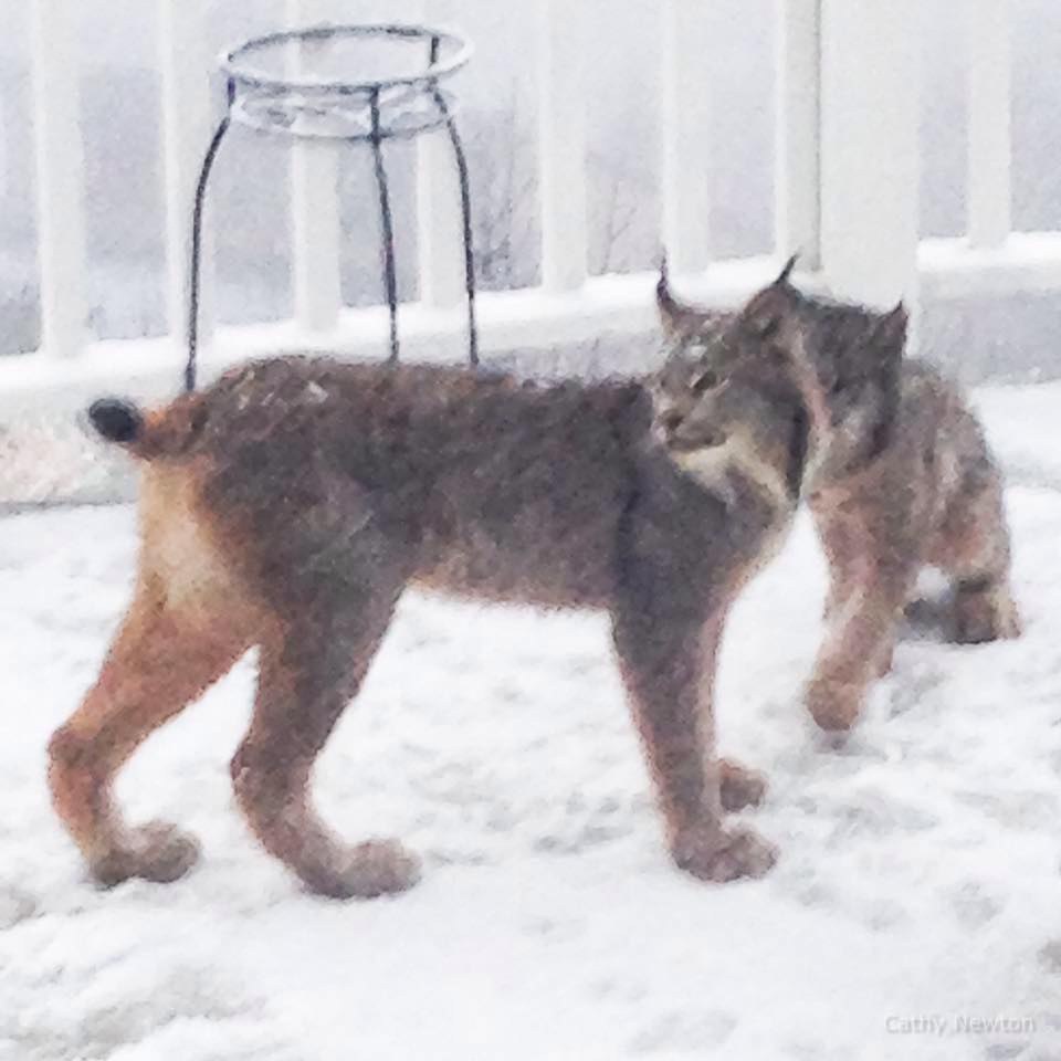 オオヤマネコの母猫と子猫