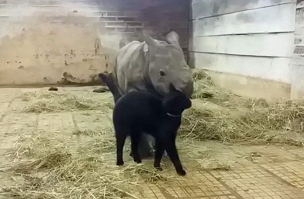 サイの子供にスリスリする猫