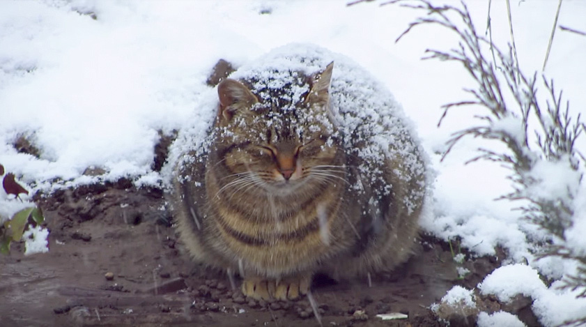 雪が積もっている猫