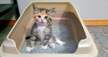 トイレ初心者の子猫