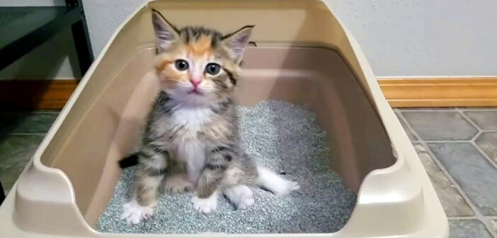 トイレ初心者の子猫
