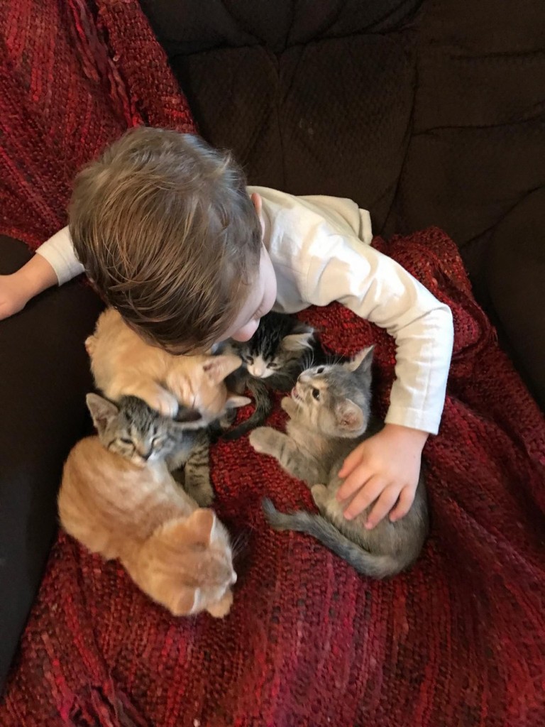 子猫の世話をする子猫
