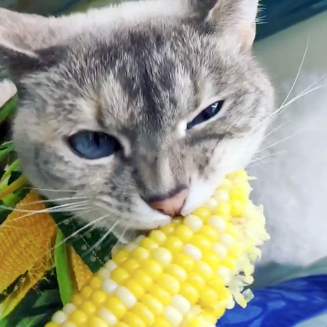 トウモロコシを食べる猫