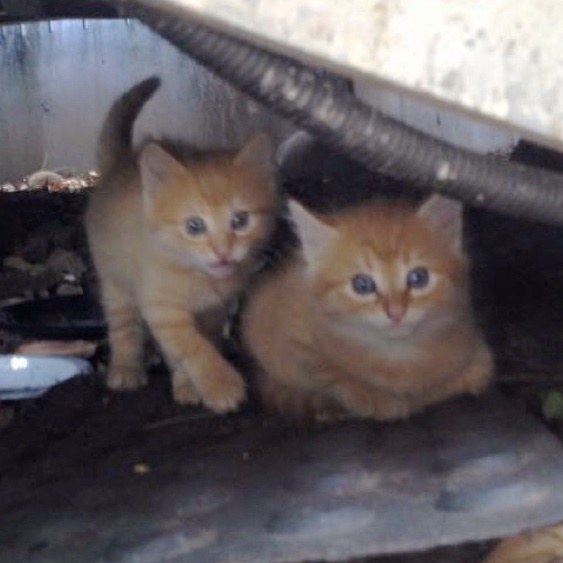 隠れていた子猫