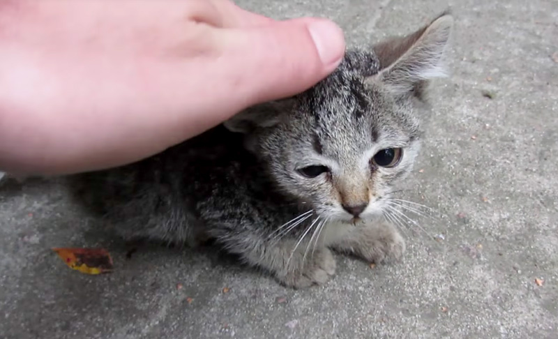 迷子の子猫