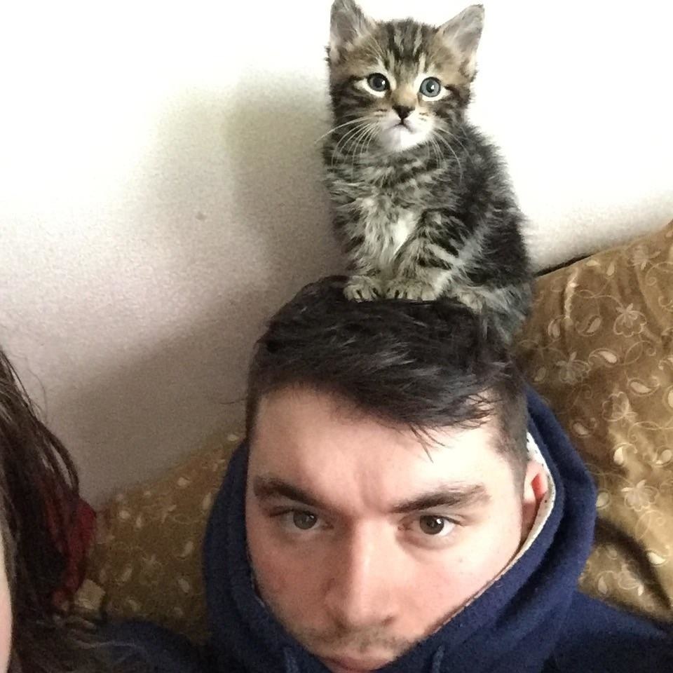 頭に乗る子猫