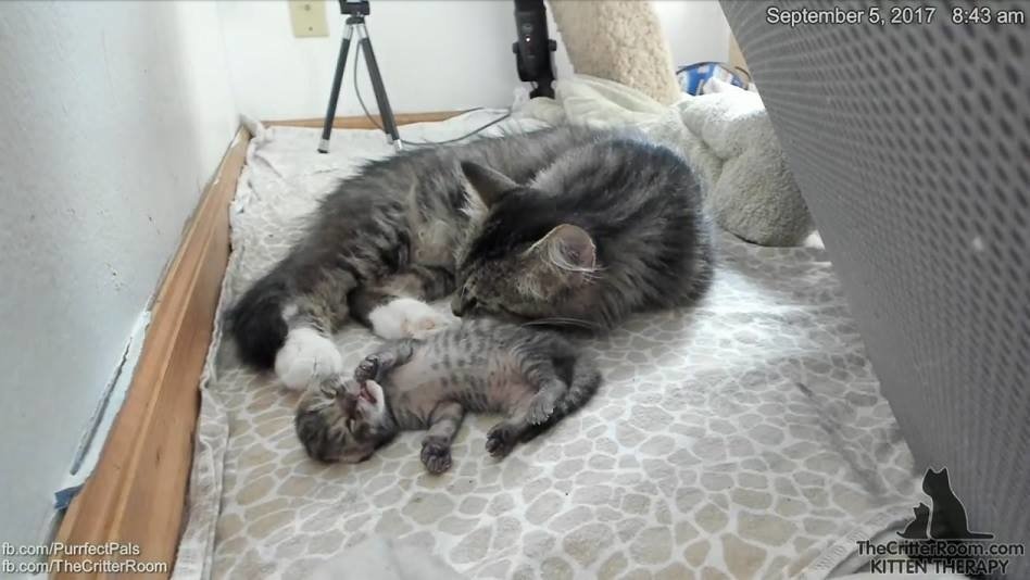 幸せな子猫と母猫