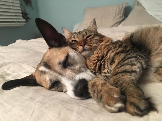 幸せな犬と猫