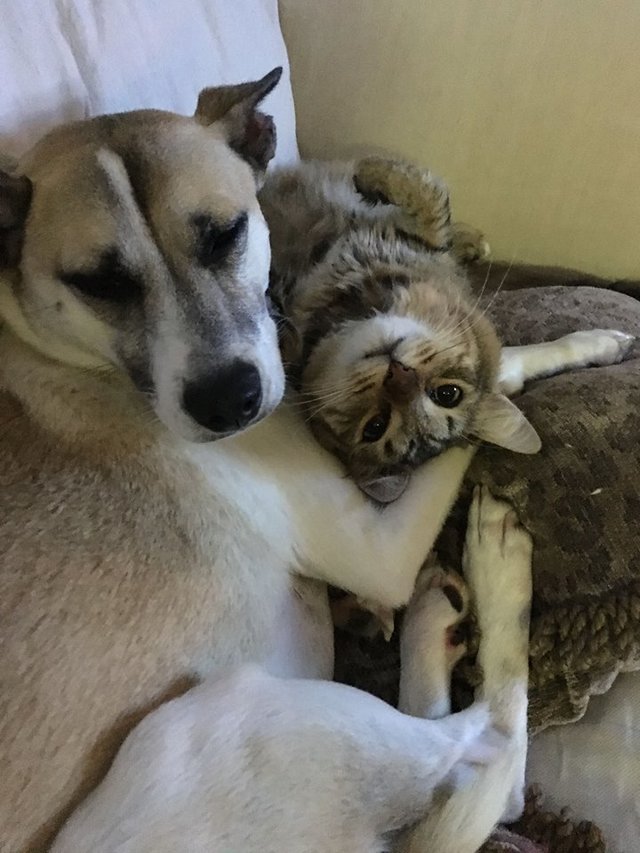 幸せいっぱいの犬と猫
