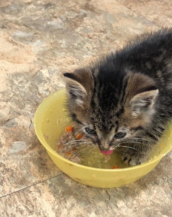 ご飯を食べる子猫