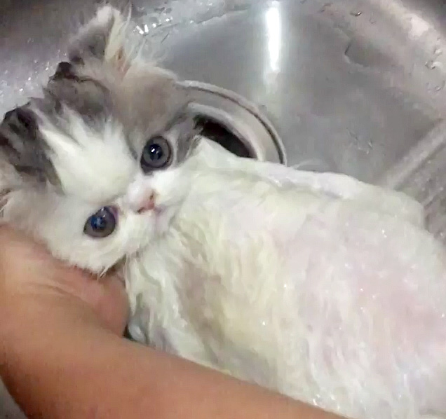 お風呂子猫