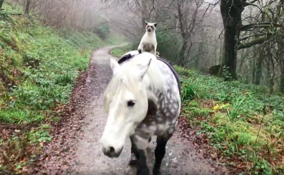 馬と一緒に散歩する猫