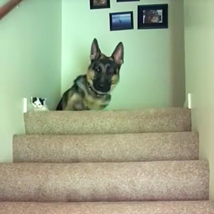 階段の上の犬と子猫