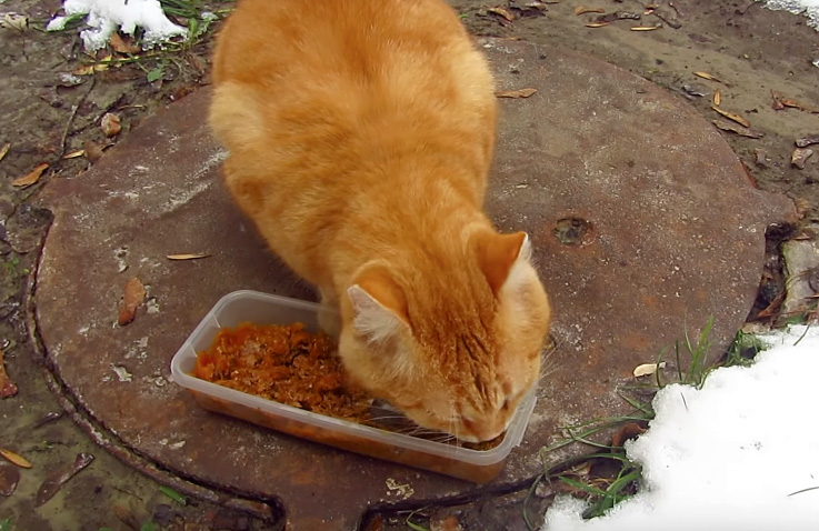 雪の中でご飯を食べる猫